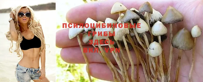 где продают наркотики  Муравленко  Псилоцибиновые грибы Magic Shrooms 